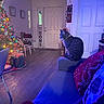 Indy joined the competition — help win amazing prizes! cat, tabby_cat, couch, pillow, christmas_tree, holiday_decor, gift_bags, wood_floor, door, wall_art, chair, indoor, living_room, festive_lighting, decorations, cozy, pet, home, seasonal, relaxing