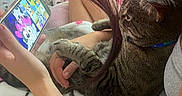 Indy joined the competition — help win amazing prizes! cat, tabby_cat, person, hand, smartphone, cartoon, blanket, pink, heart_pattern, cuddling, indoor, bed, relaxing, animal, entertainment, screen, paw, casual_clothing, long_hair, colorful