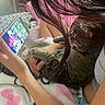cat, tabby_cat, person, hand, smartphone, cartoon, blanket, pink, heart_pattern, cuddling, indoor, bed, relaxing, animal, entertainment, screen, paw, casual_clothing, long_hair, colorful