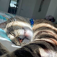 Indy is registered to the contest to win money with this photo: cat, tabby, sleeping, bed, sunlight, whiskers, fur, pet, indoor, closeup, relaxation, cute, animal, collar, napping, striped, soft, cozy, mammal, resting