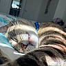 cat, tabby, sleeping, bed, sunlight, whiskers, fur, pet, indoor, closeup, relaxation, cute, animal, collar, napping, striped, soft, cozy, mammal, resting