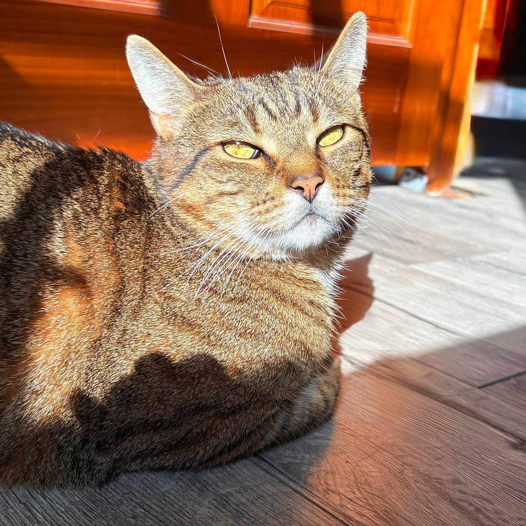 Avatar Stinkerton is registered to the contest to win money with this photo: animal, cat, closeup, daylight, domestic_cat, ears, eyes, feline, fur, indoor, pet, portrait, relaxing, resting, shadow, sunbeam, sunlight, tabby, whiskers, wooden_floor
