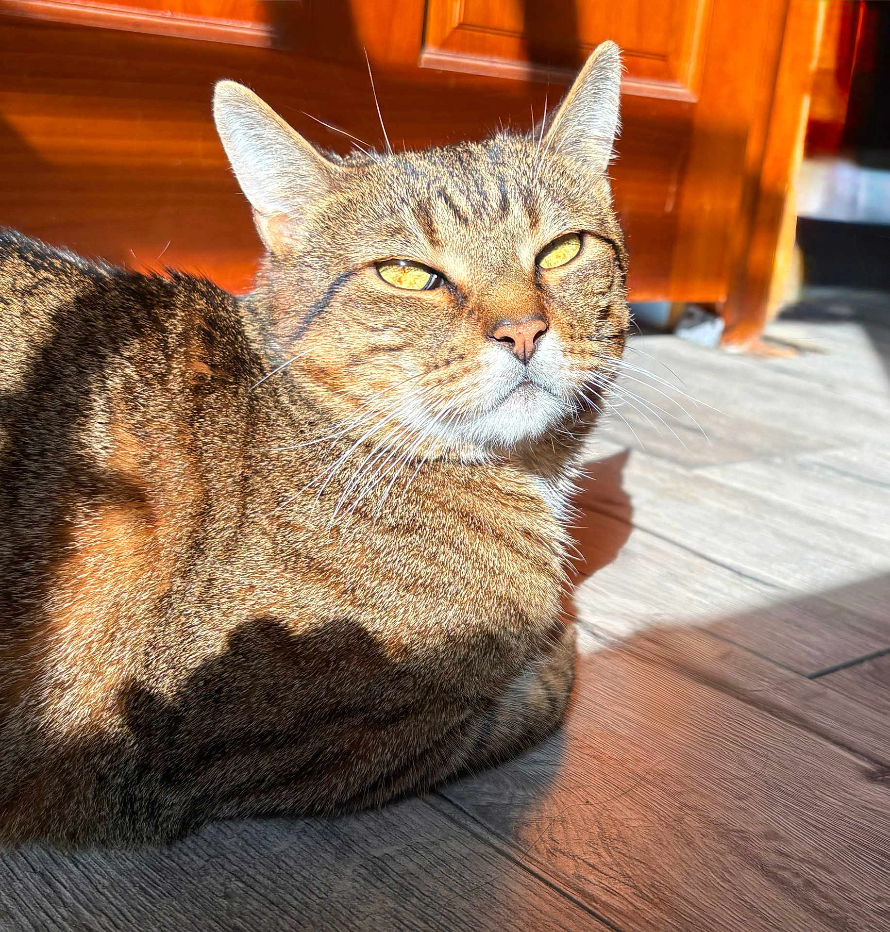 Avatar Stinkerton is registered to the contest to win money with this photo: cat, tabby, sunlight, wooden_floor, relaxing, shadow, indoor, pet, feline, ears, whiskers, fur, closeup, daylight, domestic_cat, animal, resting, eyes, portrait, sunbeam
