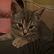 Eeyore joined the competition — help win amazing prizes! kitten, cat, kitten_face, front_paw, whiskers, ears, indoor, couch, blanket, closeup, portrait, fur, tabby, pet, adorable, large_eyes, cozy, home, feline, paws