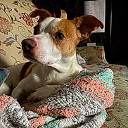 Leonardo is registered to the contest to win money with this photo: animal, blanket, brown_and_white, companion, couch, cozy, dog, domestic, ears, floral_pattern, furniture, home, indoor, knitted_blanket, looking_away, pet, portrait, relaxed, resting, snout