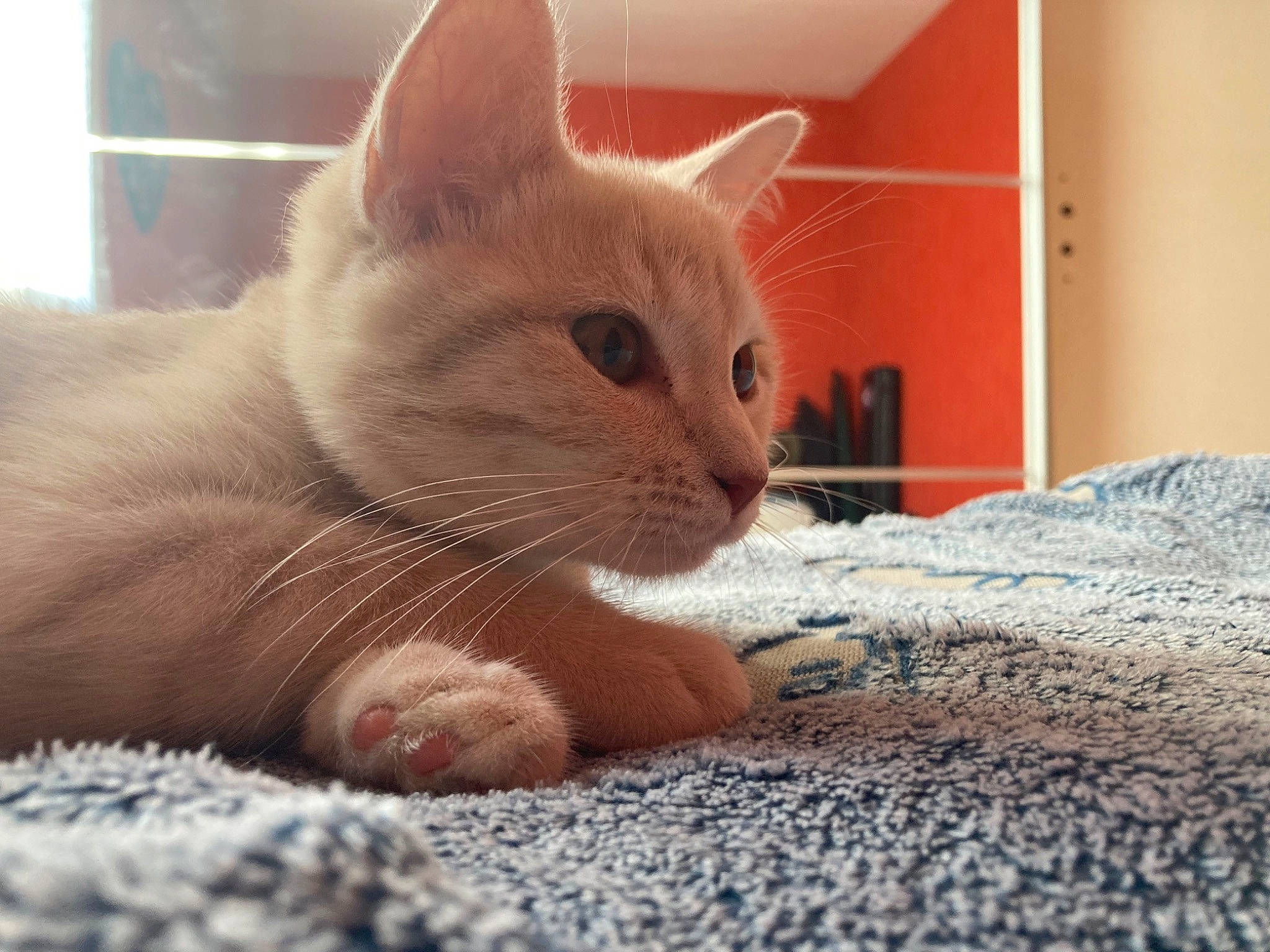 Caramel participe au concours pour gagner de l'argent avec cette photo : carnivore, cat, claw, comfort, domestic_short_haired_cat, fawn, felidae, flooring, foot, fur, linens, nail, nap, paw, small_to_medium_sized_cats, snout, tail, terrestrial_animal, toe, whiskers