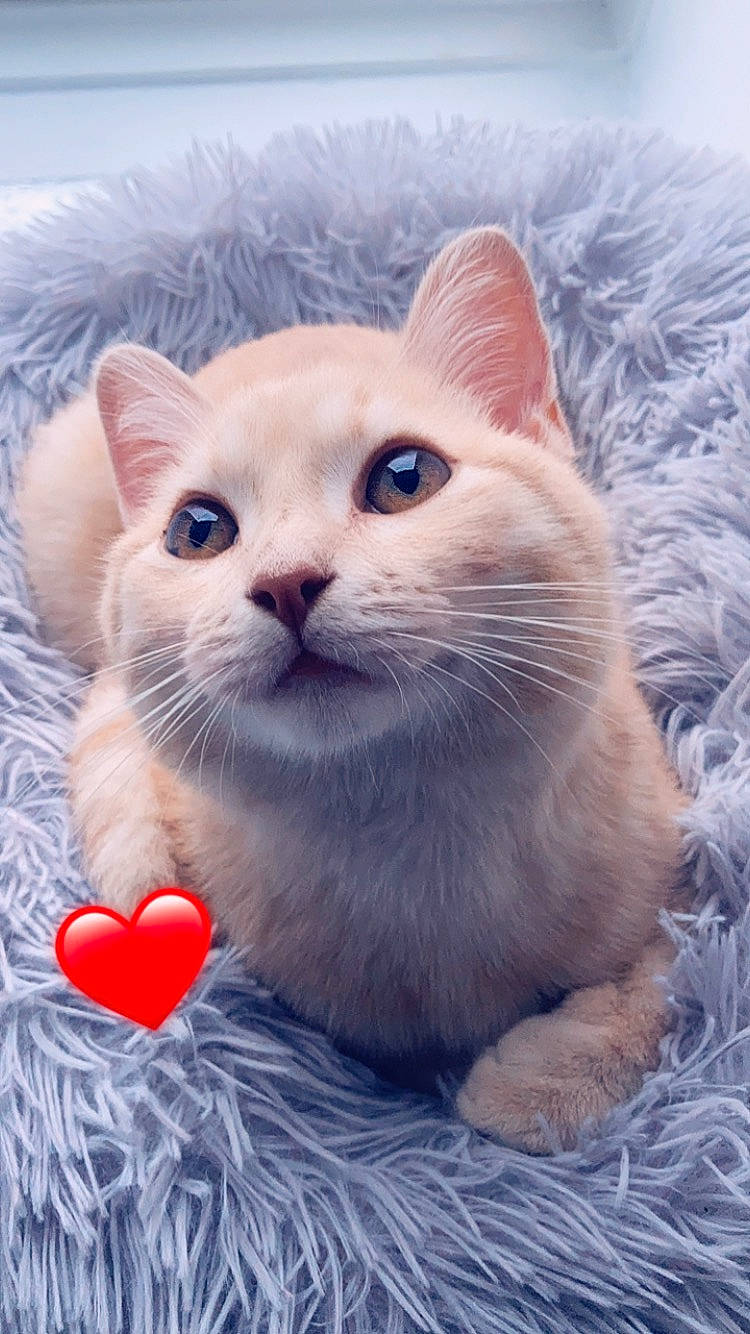 Caramel participe au concours pour gagner de l'argent avec cette photo : carmine, carnivore, cat, close_up, domestic_short_haired_cat, eye, felidae, fur, mammal, paw, small_to_medium_sized_cats, snout, terrestrial_animal, vertebrate, whiskers