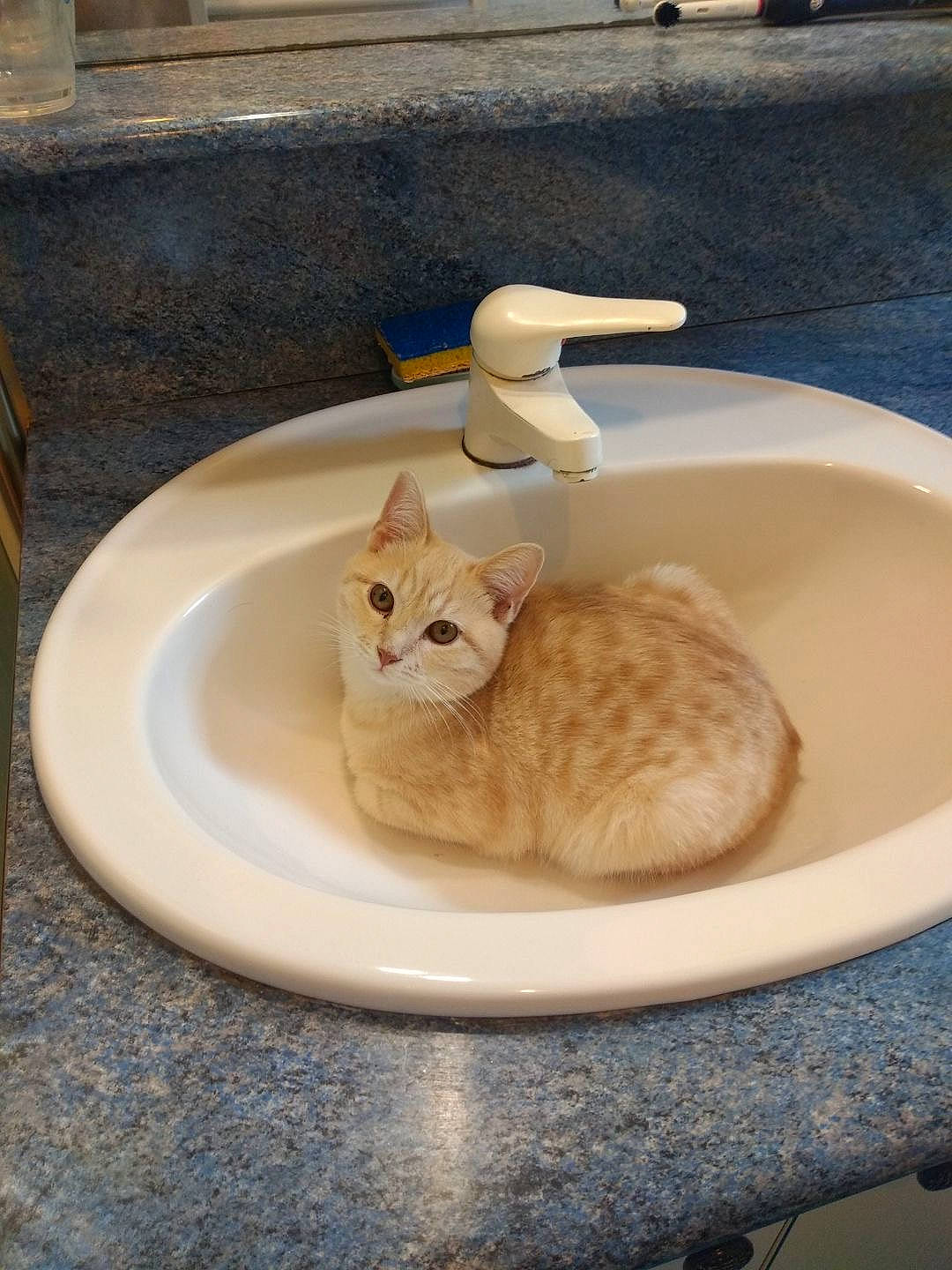 Caramel a rejoint le concours — aidez-le/la à gagner de superbes lots ! bathroom, carnivore, cat, ceramic, domestic_short_haired_cat, fawn, felidae, floor, flooring, fur, hardwood, plumbing, plumbing_fixture, sink, small_to_medium_sized_cats, tail, tap, tile, whiskers, wood