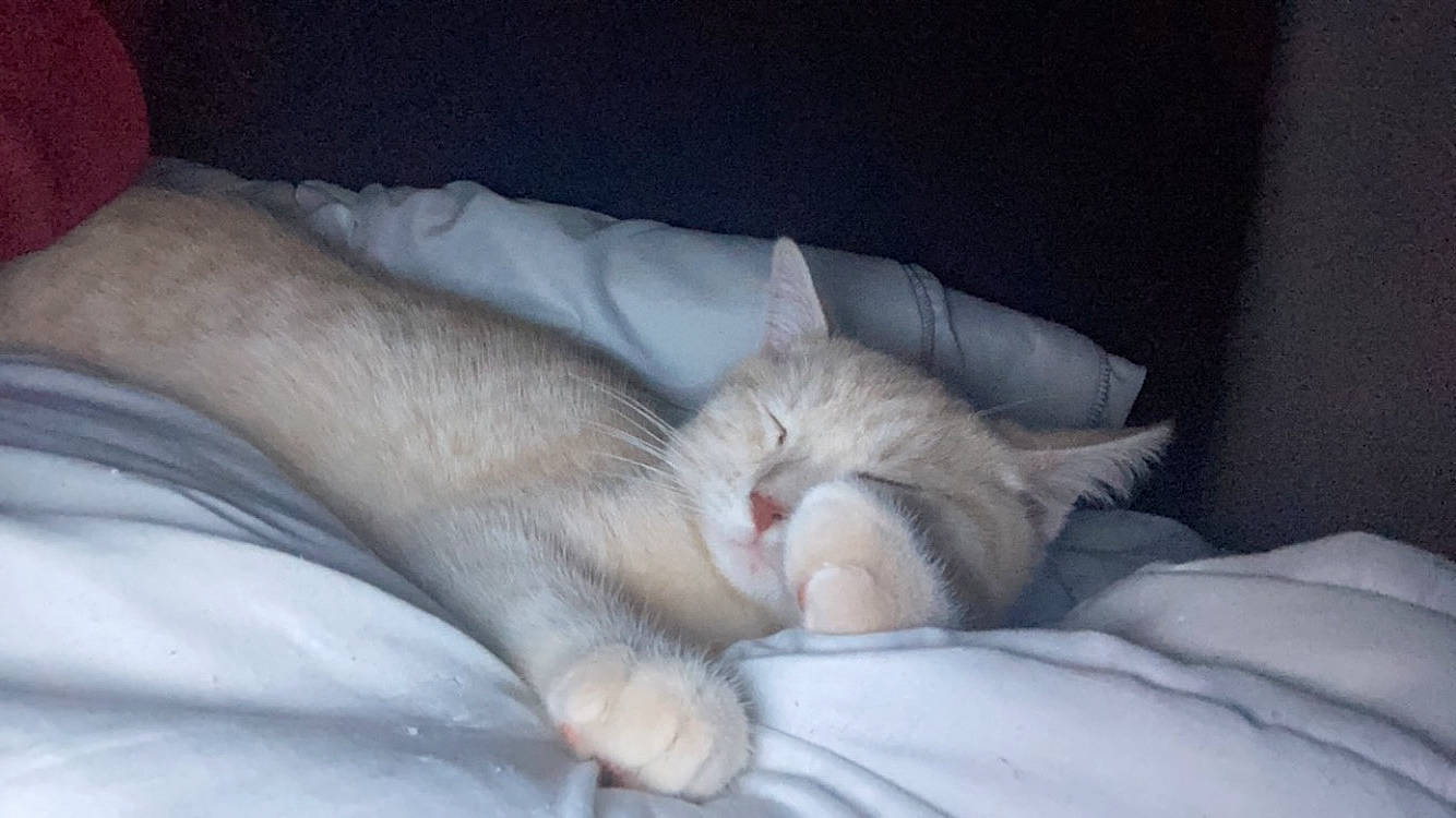 Caramel participe au concours pour gagner de l'argent avec cette photo : carnivore, cat, claw, comfort, domestic_short_haired_cat, fawn, felidae, foot, fur, gesture, human_leg, linens, nap, paw, small_to_medium_sized_cats, snout, textile, toe, whiskers, wrinkle