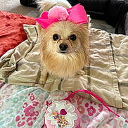 Coco joined the competition — help win amazing prizes! accessory, animal, blanket, carpet, cozy, cute, decor, dog, domestic_animal, fabric, fluffy, fur, furniture, indoor, living_room, pet, pink_bow, purse, small_dog, toy