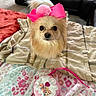 accessory, animal, blanket, carpet, cozy, cute, decor, dog, domestic_animal, fabric, fluffy, fur, furniture, indoor, living_room, pet, pink_bow, purse, small_dog, toy