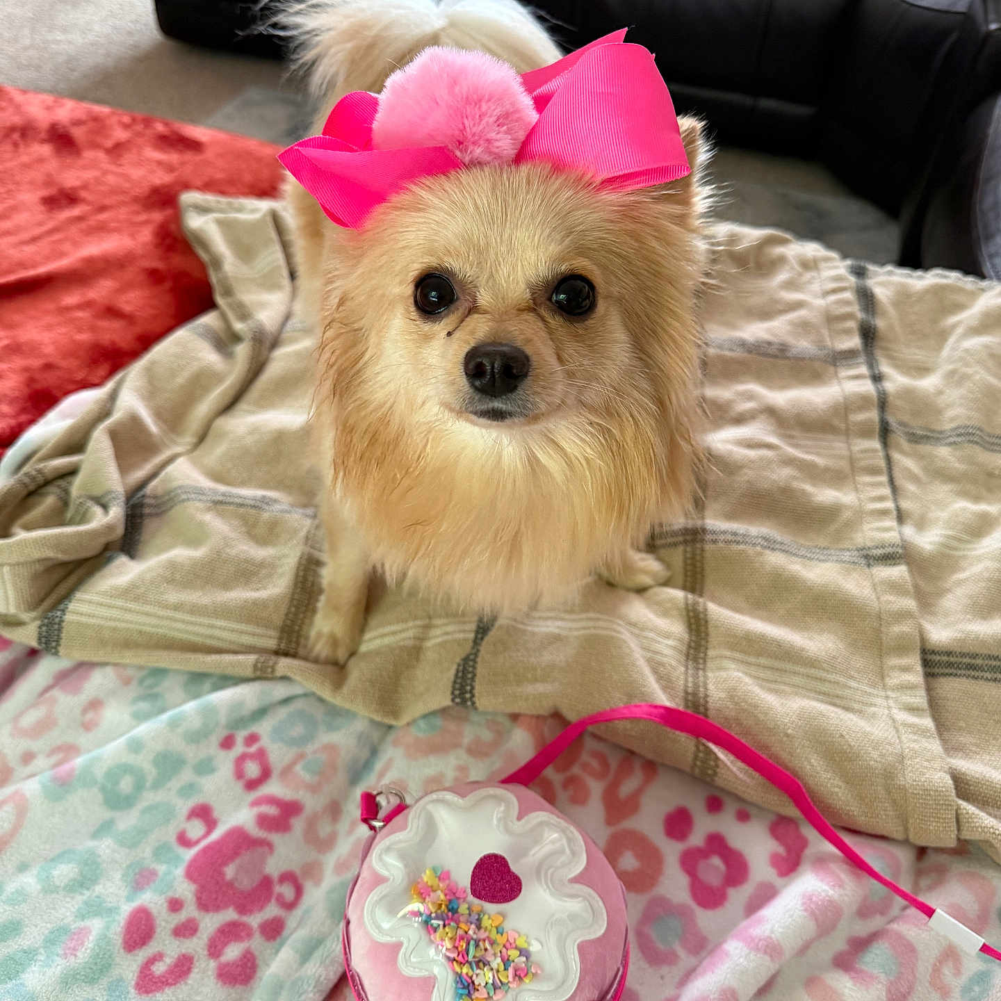 Coco joined the competition — help win amazing prizes! accessory, animal, blanket, carpet, cozy, cute, decor, dog, domestic_animal, fabric, fluffy, fur, furniture, indoor, living_room, pet, pink_bow, purse, small_dog, toy