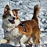 animal, canine, cold, daylight, dog, excited, field, fur, grass, happy, harness, mammal, nature, outdoor, pet, playful, snow, tail, walking, winter