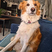 Ariel a rejoint le concours — aidez-le/la à gagner de superbes lots ! brown_and_white, canine, collar, couch, cozy, dog, eyes, fur, furniture, indoor, kitchen, lamp, living_room, modern, pet, plant, portrait, relaxed, sitting, table