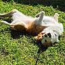 Ariel a rejoint le concours — aidez-le/la à gagner de superbes lots ! animal, canine, collar, cute, dog, flower, fur, grass, greenery, happy, joyful, leash, nature, outdoor, pet, playful, relaxed, rolling, summer, sunlight