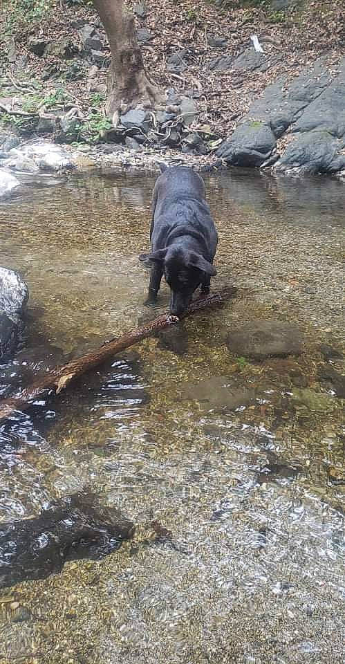 Dory a rejoint le concours — aidez-le/la à gagner de superbes lots ! arroyo, bedrock, canidae, carnivore, creek, dog, dog_breed, fluvial_landforms_of_streams, gun_dog, riparian_zone, rock, soil, sporting_group, stream, stream_bed, tail, terrestrial_animal, water, wildlife, working_animal