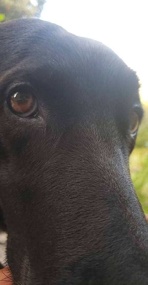 Dory a rejoint le concours — aidez-le/la à gagner de superbes lots ! borador, canidae, carnivore, dog, dog_breed, fawn, fur, gun_dog, hunting_dog, liver, livestock, plant, snout, sporting_group, terrestrial_animal, whiskers, working_animal