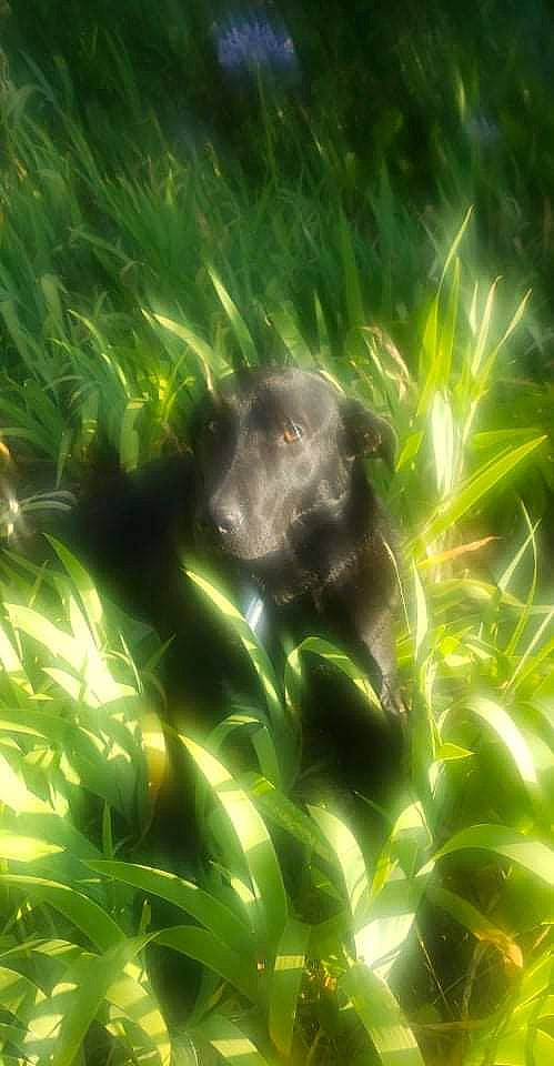 Dory participe au concours pour gagner de l'argent avec cette photo : aquatic_plant, astronomical_object, freshwater_aquarium, grass, jungle, macro_photography, marine_biology, non_vascular_land_plant, pattern, plant, plant_stem, tail, terrestrial_animal, terrestrial_plant, underwater, vertebrate, water, whiskers, wildlife