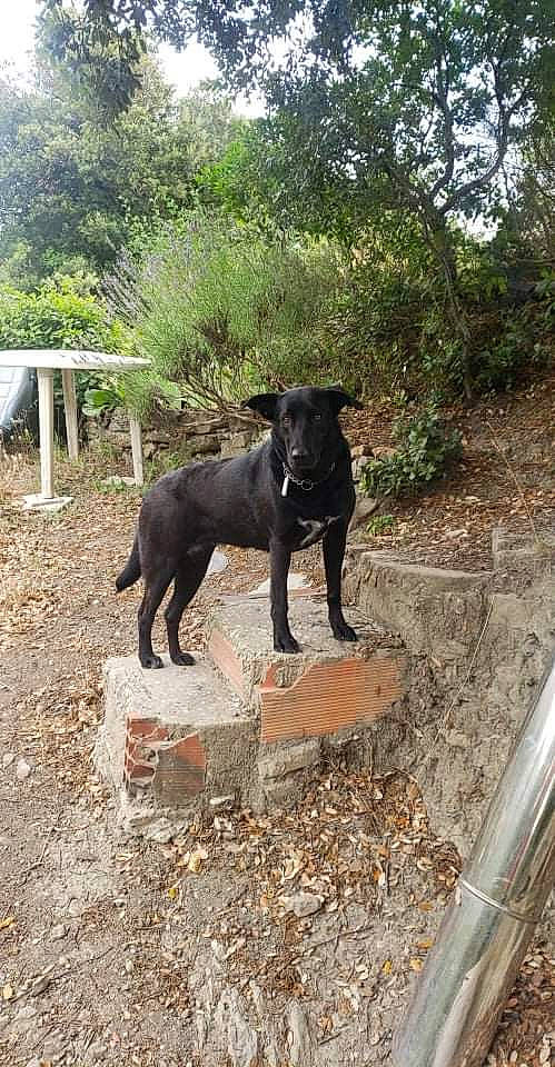 Dory a rejoint le concours — aidez-le/la à gagner de superbes lots ! borador, canidae, carnivore, dog, dog_breed, dog_collar, fawn, guard_dog, gun_dog, labrador_retriever, pet_supply, plant, sculpture, snout, soil, tail, terrestrial_animal, tree, working_animal, working_dog