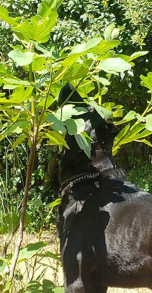 Dory a rejoint le concours — aidez-le/la à gagner de superbes lots ! banana_family, flowering_plant, jungle, plant, shade, terrestrial_animal, terrestrial_plant, tree, trunk, wildlife, woody_plant, working_animal