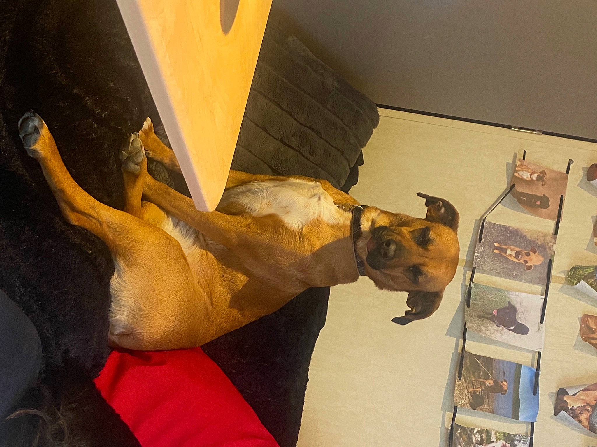 Mia a rejoint le concours — aidez-le/la à gagner de superbes lots ! adventure, art, canidae, dog_breed, fawn, felidae, fun, human_leg, monument, paper, room, sculpture, small_to_medium_sized_cats, snout, statue, tail, tourist_attraction, visual_arts, wing, wood