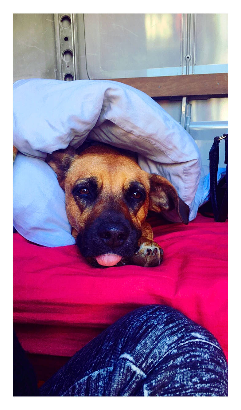 Mia participe au concours pour gagner de l'argent avec cette photo : cabinetry, canidae, carnivore, comfort, companion_dog, dog, dog_breed, fawn, fur, happy, hat, linens, magenta, picture_frame, rectangle, snout, sporting_group, sunglasses, whiskers, working_animal