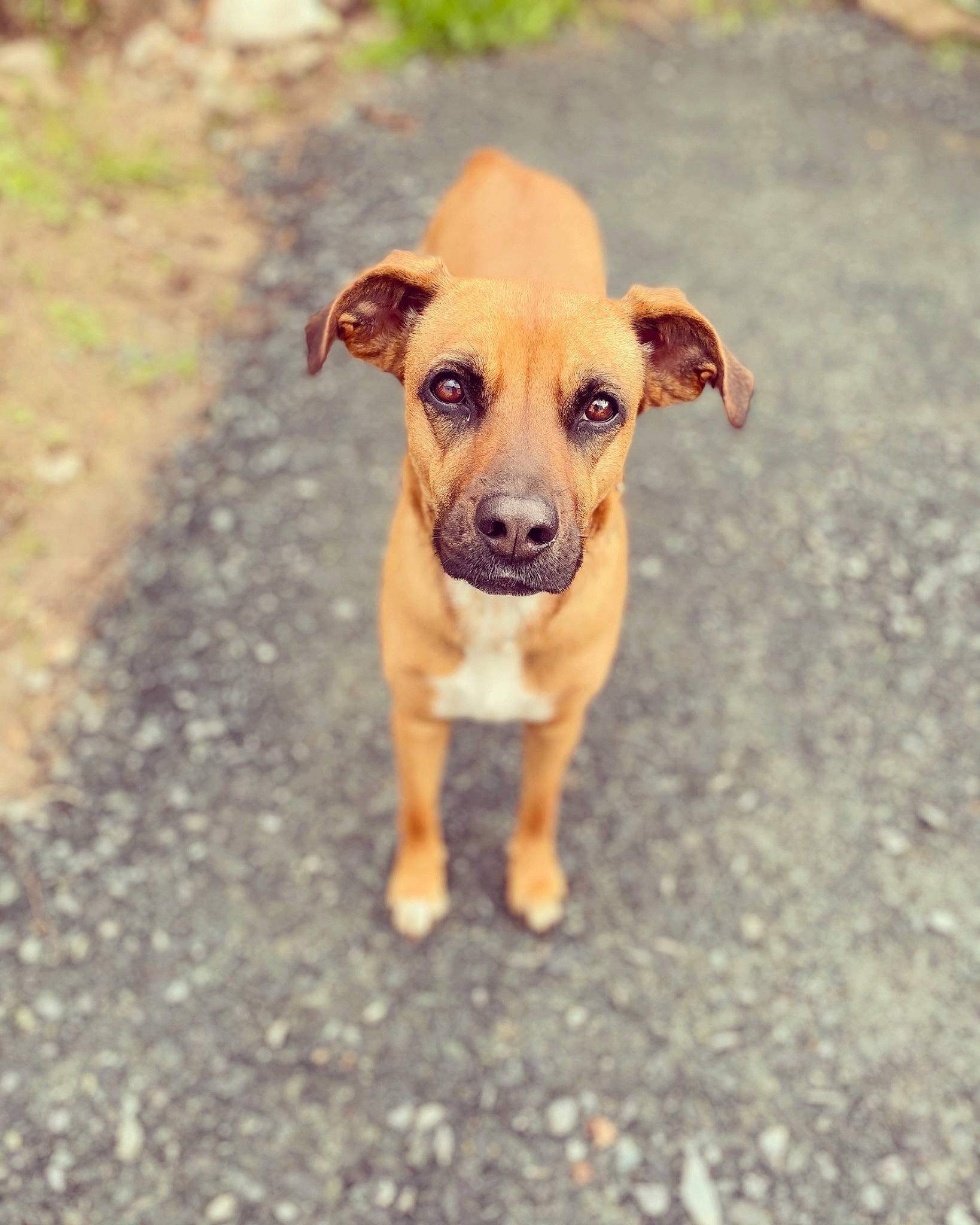 Mia participe au concours pour gagner de l'argent avec cette photo : ancient_dog_breeds, canidae, carnivore, chihuahua, companion_dog, dog, dog_breed, fawn, grass, paw, puppy, snout, soil, sporting_group, street_dog, terrestrial_animal, toy_dog, whiskers, working_animal, working_dog