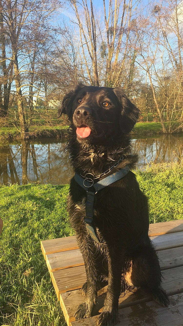 Ninho participe au concours pour gagner de l'argent avec cette photo : art, canidae, carnivore, collar, companion_dog, dog, dog_breed, dog_collar, fawn, fur, grass, lake, plant, sky, snout, sporting_group, tail, tree, water, working_animal