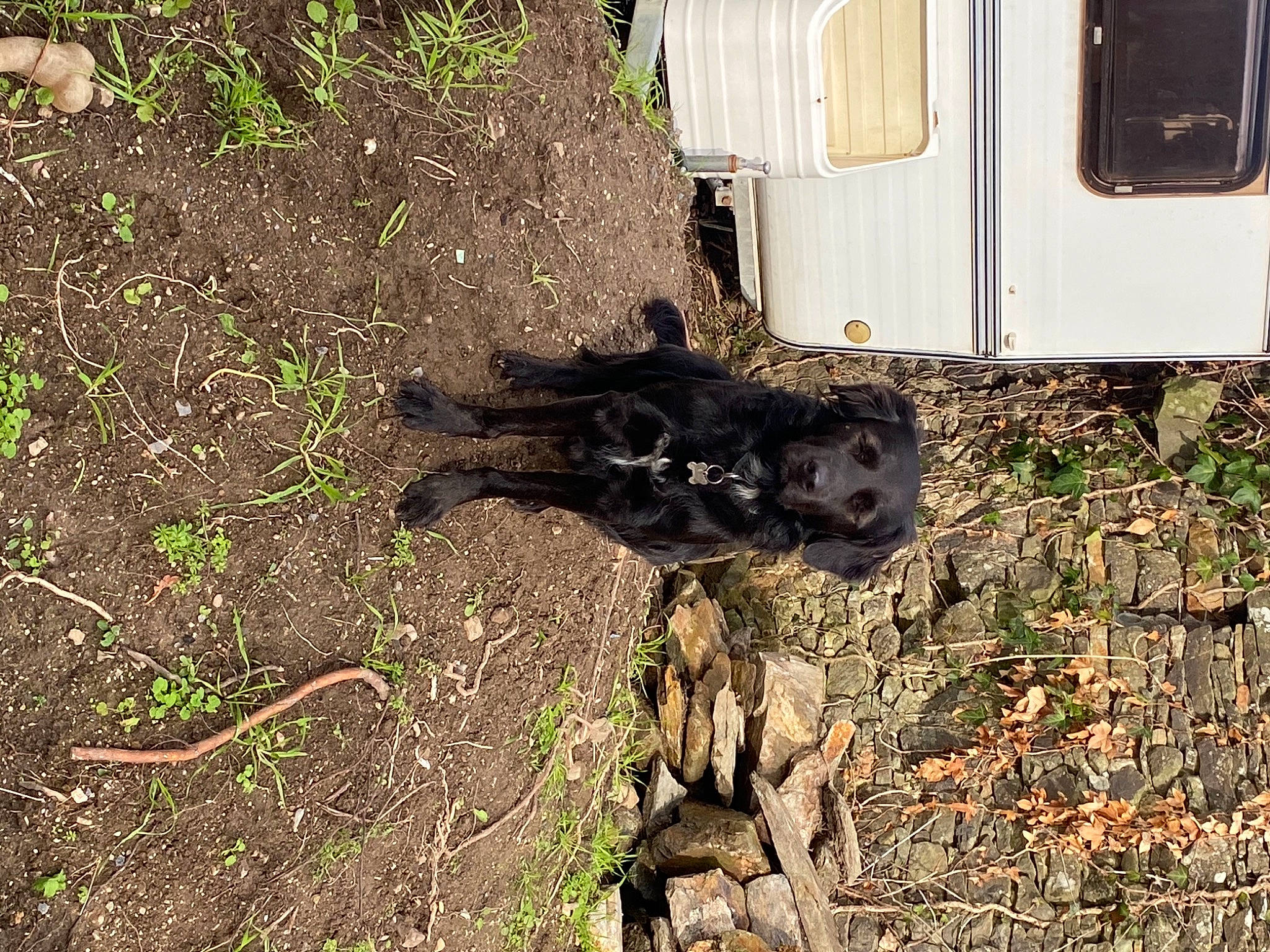 Ninho participe au concours pour gagner de l'argent avec cette photo : auto_part, automotive_tire, automotive_wheel_system, carnivore, dog, dog_breed, grass, groundcover, plant, rolling, soil, sporting_group, tail, terrestrial_animal, tire, tree, wheel, window, wood, working_animal