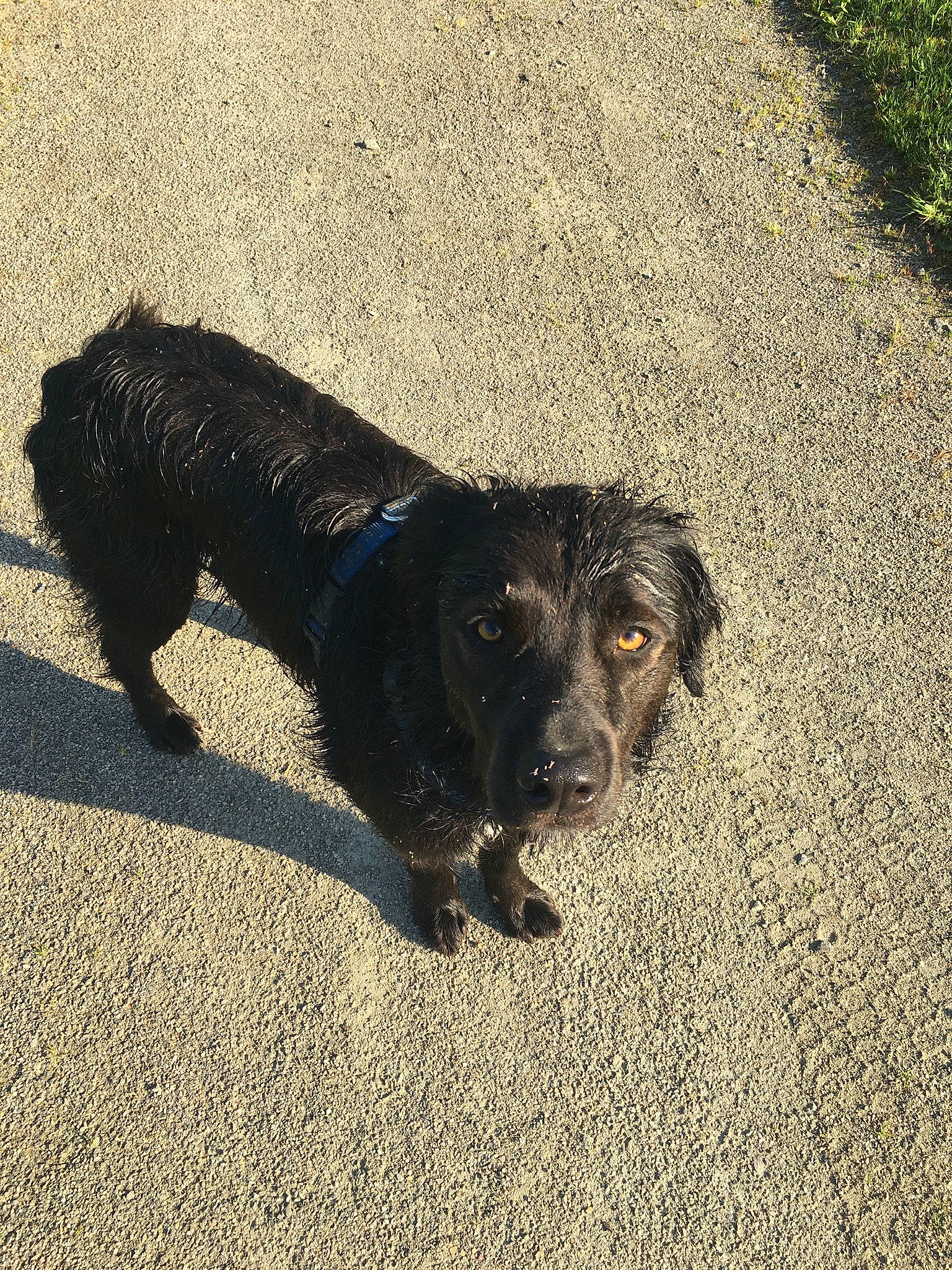 Ninho participe au concours pour gagner de l'argent avec cette photo : asphalt, canidae, carnivore, companion_dog, dog, dog_breed, dog_collar, fur, grass, leash, road_surface, shadow, snout, soil, sporting_group, tail, tar, terrier, water_dog, working_animal