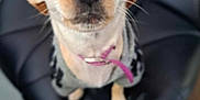 Minnie Pearl is registered to the contest to win money with this photo: dog, small_dog, chihuahua, pet, animal, collar, indoor, chair, black_chair, close_up, blurry, looking_up, wide_eyes, cute, fur, whiskers, ears, nose, tag, domestic_animal