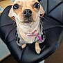 dog, small_dog, chihuahua, pet, animal, collar, indoor, chair, black_chair, close_up, blurry, looking_up, wide_eyes, cute, fur, whiskers, ears, nose, tag, domestic_animal