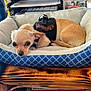 Minnie Pearl joined the competition — help win amazing prizes! dog, small_dog, dog_bed, harness, tan_dog, wooden_surface, papers, office, clothing, colorful_clothes, shelves, indoor, pet, resting, alert, looking_at_camera, furniture, cozy, business, sign