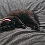 animal, black_cat, blanket, collar, cozy, cute, domestic_cat, feline, fur, gray_blanket, indoor, kitten, nap, pet, pink_collar, relaxed, resting, sleeping, soft_texture, young_cat