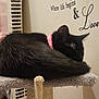 animal, black_cat, cat, cat_tree, cozy, cute, decor, domestic, feline, fur, home, indoor, pet, pink_collar, quiet, relaxation, resting, sleeping, soft, wall_text