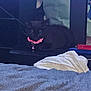animal, bell, black_cat, blanket, cat, collar, cozy, dark, domestic, floor, furniture, home, indoor, pet, pink_collar, quiet, resting, soft_texture, still_life, table