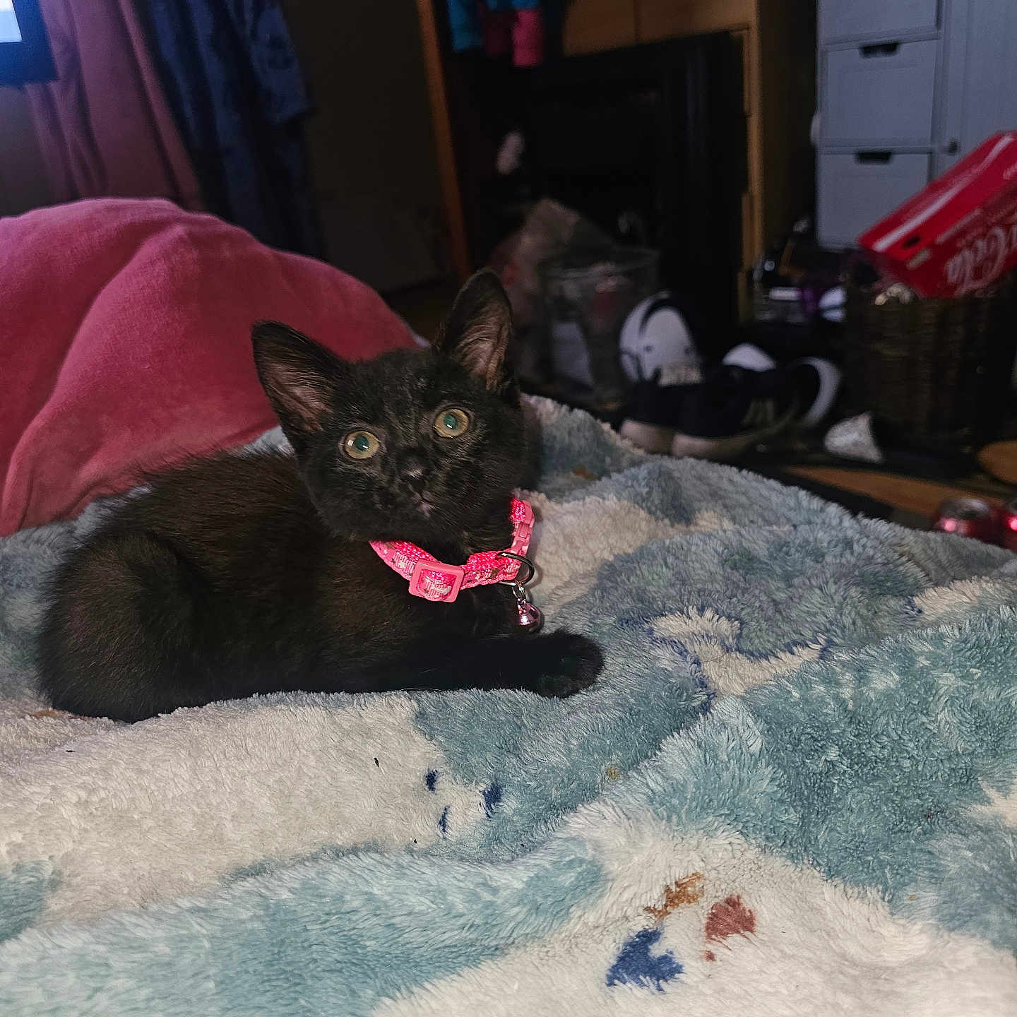 Angel joined the competition — help win amazing prizes! animal, bell, black_cat, blanket, casual, clothing, collar, cozy, cute, domestic, fur, furniture, household, indoor, kitten, pet, resting, room, shoes, soft_texture