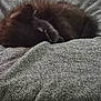 animal, blanket, cat, closeup, comfort, cozy, dark_fur, feline, fur, gray, indoor, nap, peaceful, pet, quiet, relaxing, resting, sleeping, soft, texture