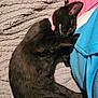 animal, black_cat, blanket, closeup, collar, cozy, cute, domestic_cat, feline, fur, human_clothing, indoor, kitten, paw, pet, pink_collar, resting, sleeping, textured_blanket, whiskers