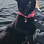 animal, black_cat, blanket, cat, collar, companion, cozy, cute, domestic, ear, feline, fur, indoor, neck, pattern, pet, resting, sleepy, soft, whiskers