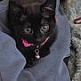 animal, bell, black_cat, close_up, cozy, curious, cute, domestic_cat, ears, eyes, fur, gray_fabric, indoor, kitten, pet, pink_collar, resting, soft, whiskers, young_cat