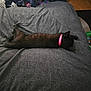 animal, bedroom, black_cat, blanket, casual, cat, clutter, collar, cozy, floor, furniture, gray_cushion, indoor, pet, pink_collar, relaxing, resting, sleeping, soft_texture, stretched_out