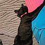 animal, black_cat, blanket, cat, close_up, collar, comfort, companion, cozy, cute, domestic_cat, fur, indoor, laying_down, pet, pink_collar, relaxed, resting, sleeping, texture