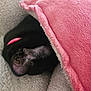 animal, black_dog, blanket, close_up, comfort, cozy, cushion, dog, fur, fur_texture, indoor, nap, pet, pink_blanket, relaxation, resting, sleeping, snuggle, soft_texture, warm