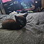 animal, bed, black_cat, blanket, cat, clutter, collar, cozy, cute, domestic, furniture, gray, indoor, kitten, pet, resting, small, soft, television, young