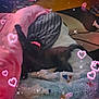 animal, bed, black_cat, blanket, blue, cat, collar, cozy, cute, feline, floor, heart_overlay, indoor, pet, pink, relaxation, sleeping, sparkles, stretching, striped_blanket