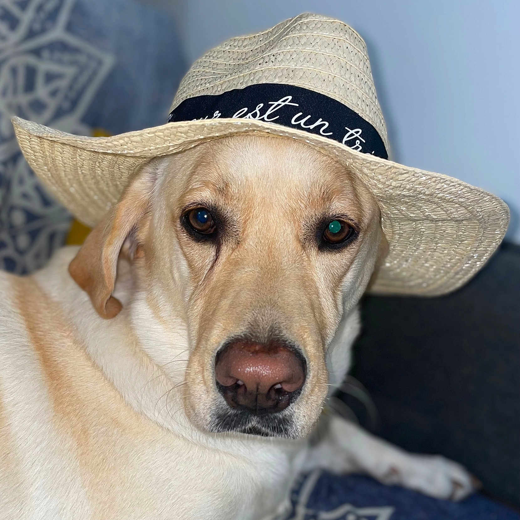 Laïka a rejoint le concours — aidez-le/la à gagner de superbes lots ! animal, canine, cap, clothing, countryside, cowboyhat, dog, goldenretriever, hat, hound, labradorretriever, nature, outdoors, pet, puppy, snout, sombrero, straw, sunhat, whitedog