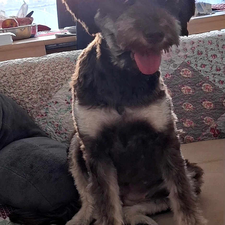 Ada a rejoint le concours — aidez-le/la à gagner de superbes lots ! dog, puppy, shaggy_coat, black_and_tan, sitting, tongue_out, happy, pet, animal, portrait, indoors, living_room, couch, cushion, blanket, window, daylight, home, fluffy, front_view