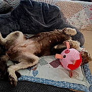 Ada participe au concours pour gagner de l'argent avec cette photo : dog, small_dog, fluffy, brown_and_white, belly_up, sleeping, relaxed, lying_down, pet, animal, fur, paws, belly, toy, pink_ball, soccer_ball, bed, quilt, blanket, indoors