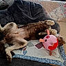 dog, small_dog, fluffy, brown_and_white, belly_up, sleeping, relaxed, lying_down, pet, animal, fur, paws, belly, toy, pink_ball, soccer_ball, bed, quilt, blanket, indoors
